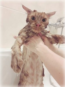 С какой частотой следует мыть кошку